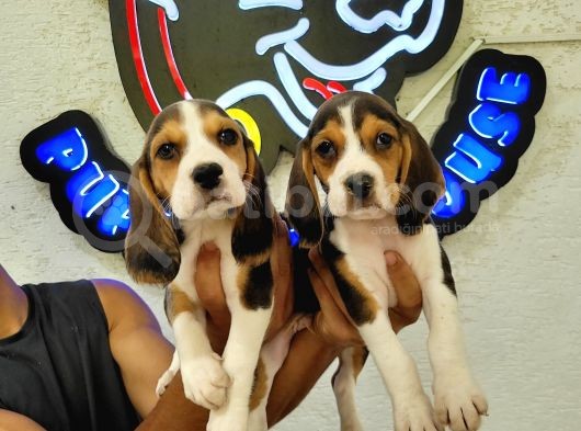 Safkan Irk Garantili Beagle Yavrular