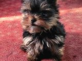Safkan Irk Garantili Yorshire Terrier Bebekler