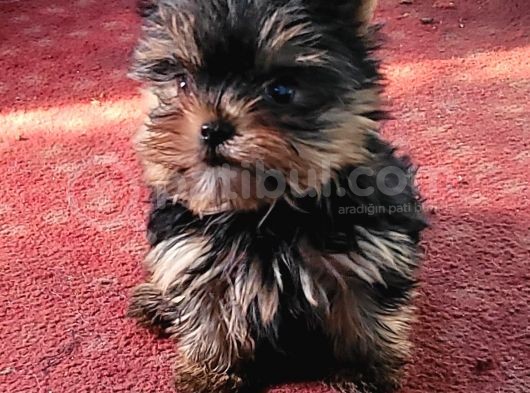Safkan Irk Garantili Yorshire Terrier Bebekler görsel
