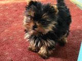 Safkan Irk Garantili Yorshire Terrier Bebekler