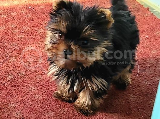Safkan Irk Garantili Yorshire Terrier Bebekler görsel