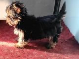 Safkan Irk Garantili Yorshire Terrier Bebekler