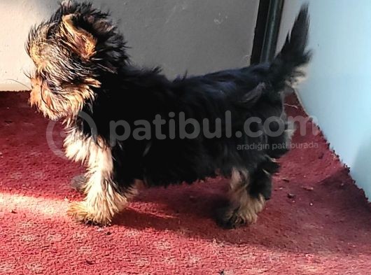 Safkan Irk Garantili Yorshire Terrier Bebekler görsel