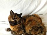 British Sorthair Tortie- Ücretsiz Açıklamayı Okuyun