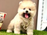 Ayıcık surat pomeranian boo yavrular 