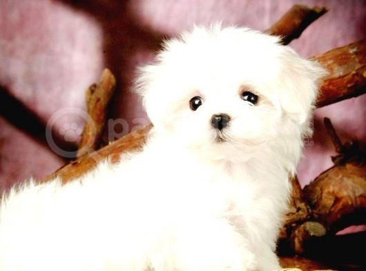 Maltesse Terrier Cinsleri Güzel Yavrular 