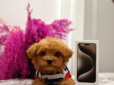 TOOY POODLE YAVRUMUZ 0 TEACUP 
