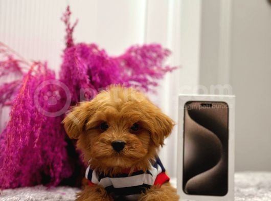 Tooy Poodle Yavrumuz 0 Teacup 