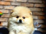 POMERRİAN BOO AYI SURATLI 
