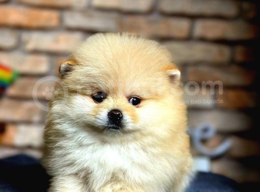 Pomerri̇an Boo Ayi Suratli 