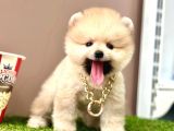 Ayıcık Surat Pomeranian Boo Yavrular 