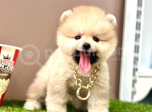 Ayıcık Surat Pomeranian Boo Yavrular  görsel