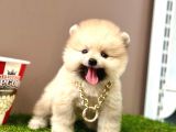 Ayıcık Surat Pomeranian Boo Yavrular 