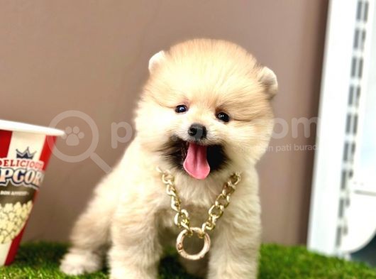 Ayıcık Surat Pomeranian Boo Yavrular  görsel