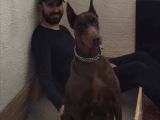Safkan Irk Garantili Doberman Yavrular
