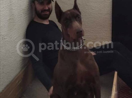 Safkan Irk Garantili Doberman Yavrular görsel