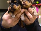Safkan Irk Garantili Yorshire Terrier Bebekler