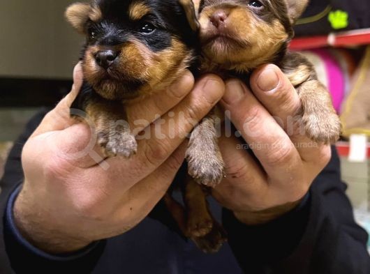 Safkan Irk Garantili Yorshire Terrier Bebekler görsel