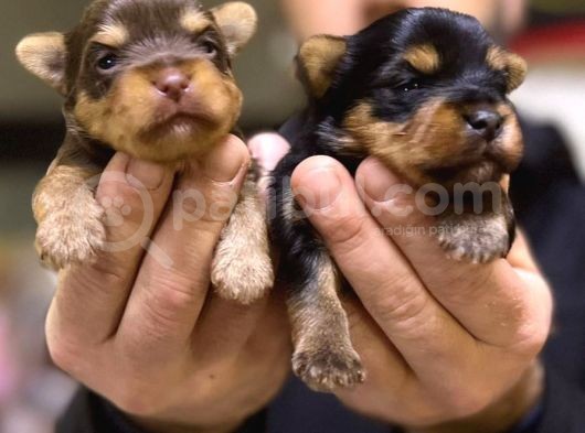 Safkan Irk Garantili Yorshire Terrier Bebekler