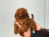 Safkan Irk Garantili Toy Poodle Yavrular