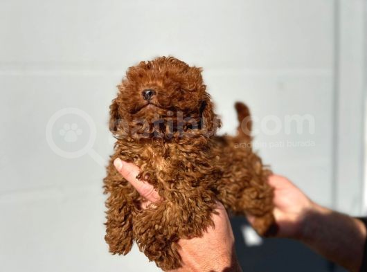 Safkan Irk Garantili Toy Poodle Yavrular görsel