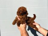 Safkan ırk garantili toy poodle yavrular