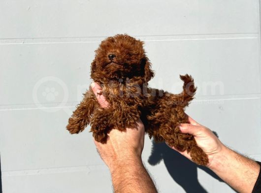 Safkan Irk Garantili Toy Poodle Yavrular