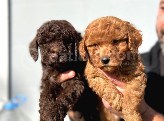 Safkan Irk Garantili Toy Poodle Yavrular görsel