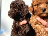 Safkan Irk Garantili Toy Poodle Yavrular