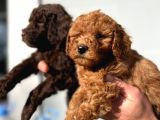Safkan Irk Garantili Toy Poodle Yavrular