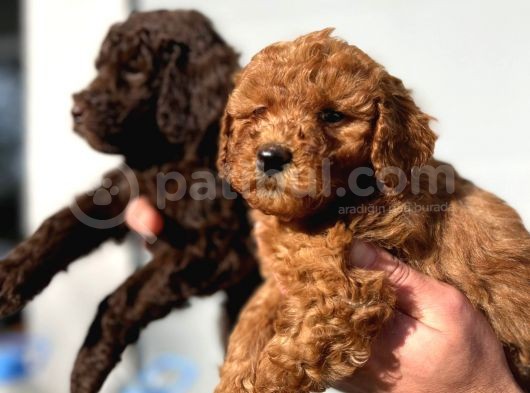 Safkan Irk Garantili Toy Poodle Yavrular görsel