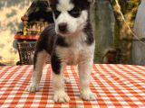 Safkan Irk Garantili Husky Sibirya Kurdu Yavrulari