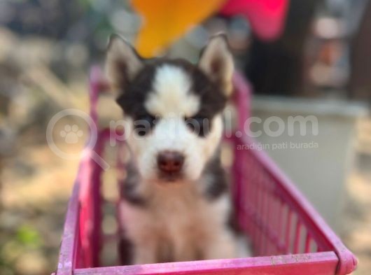 Safkan Irk Garantili Husky Sibirya Kurdu Yavrulari görsel