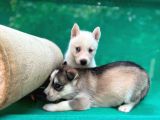 Safkan ırk garantili husky sibirya kurdu yavrulari