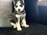 Safkan Mavi Gözlü Husky Sibirya Kurdu Erkek Ve Dişi