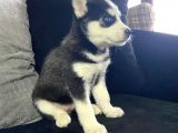 Safkan Mavi Gözlü Husky Sibirya Kurdu Erkek Ve Dişi