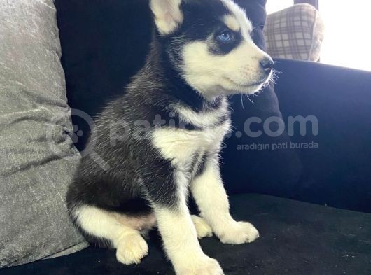 Safkan Mavi Gözlü Husky Sibirya Kurdu Erkek Ve Dişi görsel