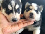 Safkan Mavi Gözlü Husky Sibirya Kurdu Erkek Ve Dişi