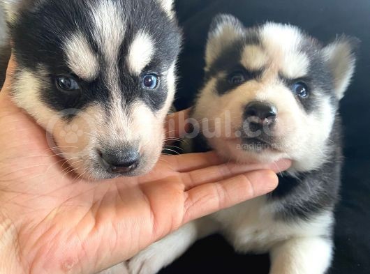 Safkan Mavi Gözlü Husky Sibirya Kurdu Erkek Ve Dişi görsel