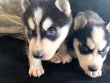Safkan Mavi Gözlü Husky Sibirya Kurdu Erkek Ve Dişi