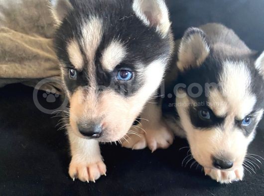 Safkan Mavi Gözlü Husky Sibirya Kurdu Erkek Ve Dişi görsel