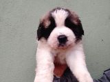 Safkan Irk Garantili St Bernard Yavrular