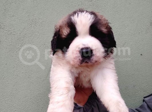 Safkan Irk Garantili St Bernard Yavrular görsel