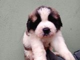 Safkan Irk Garantili St Bernard Yavrular