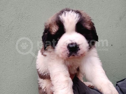 Safkan Irk Garantili St Bernard Yavrular görsel