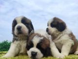 Safkan Irk Garantili St Bernard Yavrular