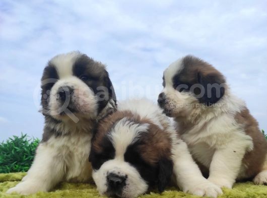 Safkan Irk Garantili St Bernard Yavrular görsel