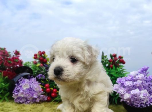 Safkan Irk Garantili Maltese Terrier Yavrular görsel