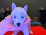 A kalite husky Siyah beyaz ve Beyaz