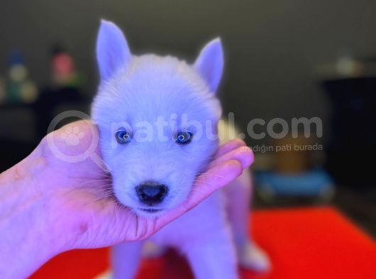 A Kalite Husky Siyah Beyaz Ve Beyaz